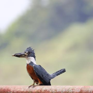 abigail williams research