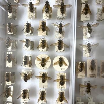 elisa mogollon perez research