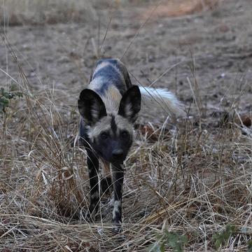 ella bradford research