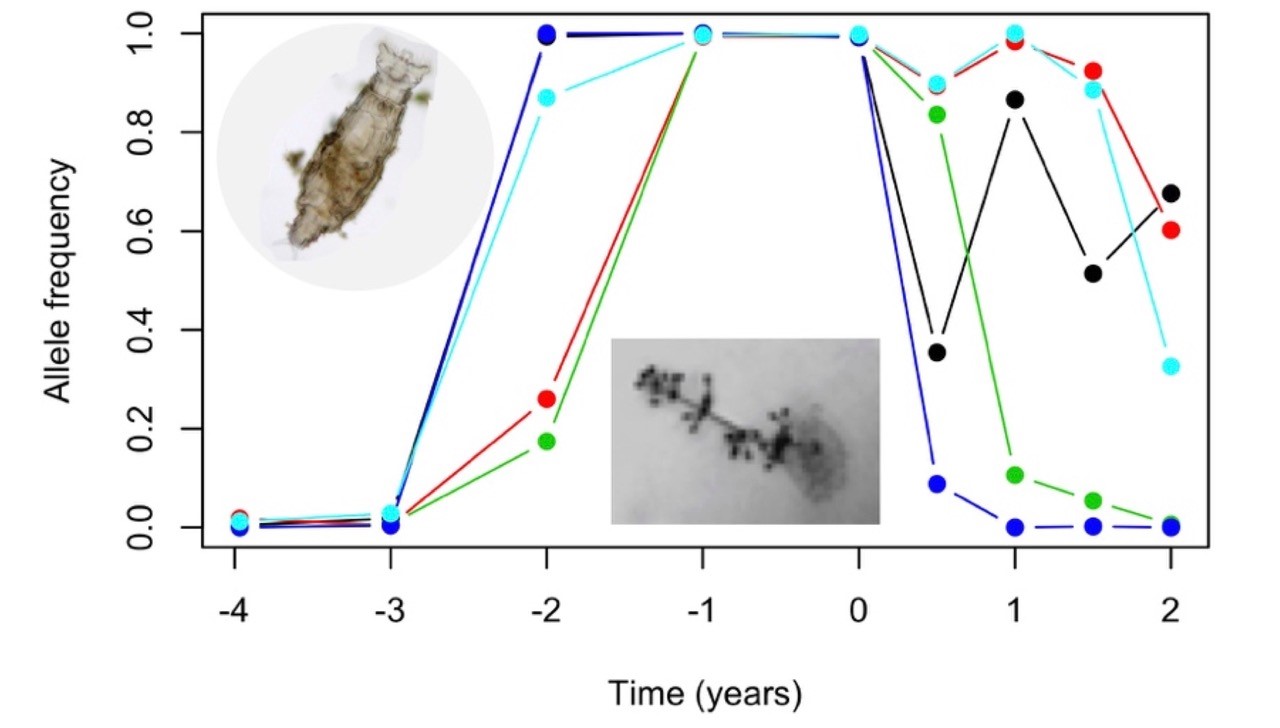 Tracking coevolution of asexual bdelloid rotifers and their pathogens